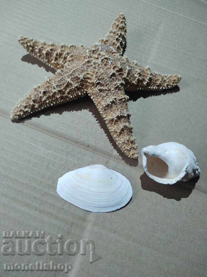 Δώρα στον ωκεανό - 6 Δώρα στον ωκεανό - 6