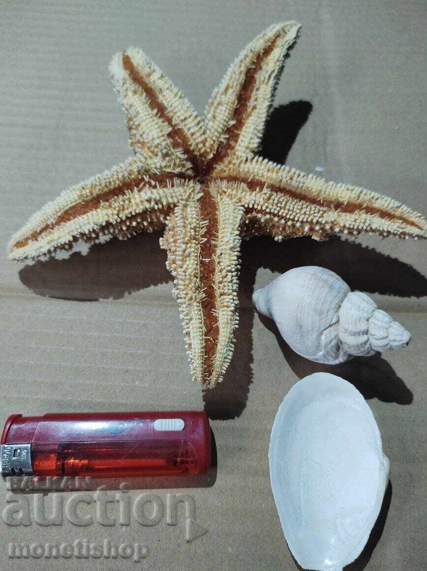 Δώρα στον ωκεανό Δώρα στον ωκεανό