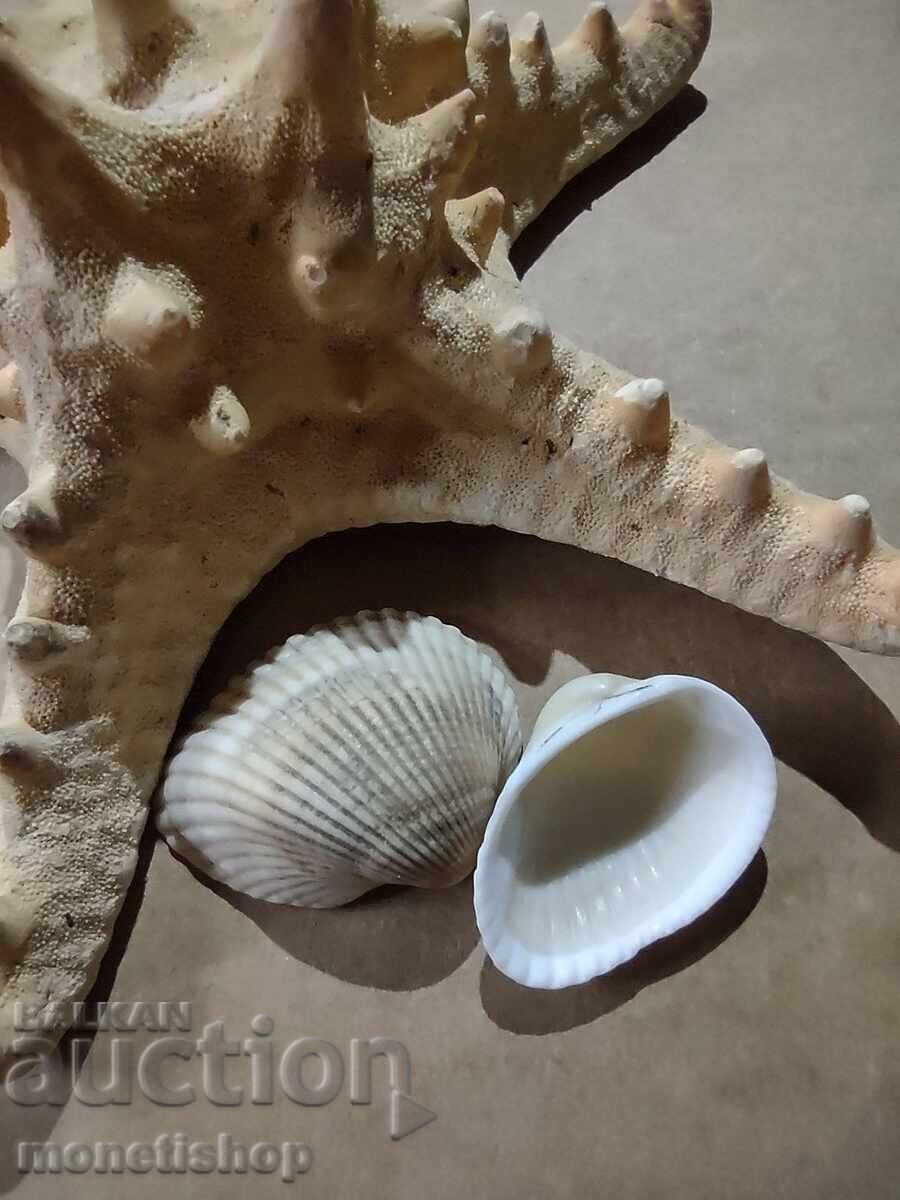 Cadouri oceanice. cu preț 26.00 BGN | € 13.29