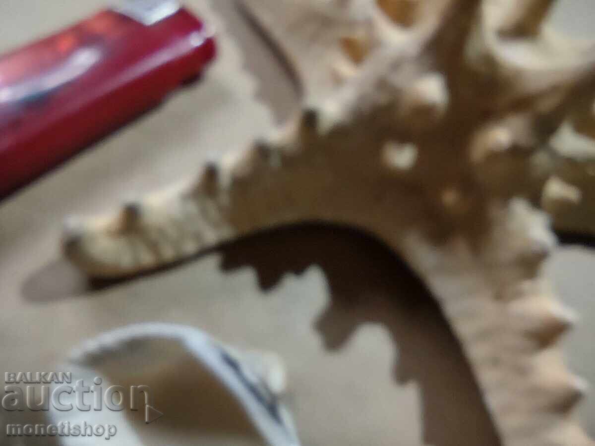 Licitație Cadouri oceanice.