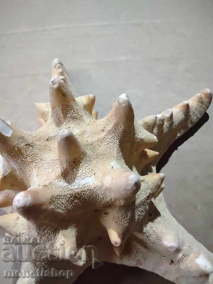 Livrarea Cadouri oceanice.