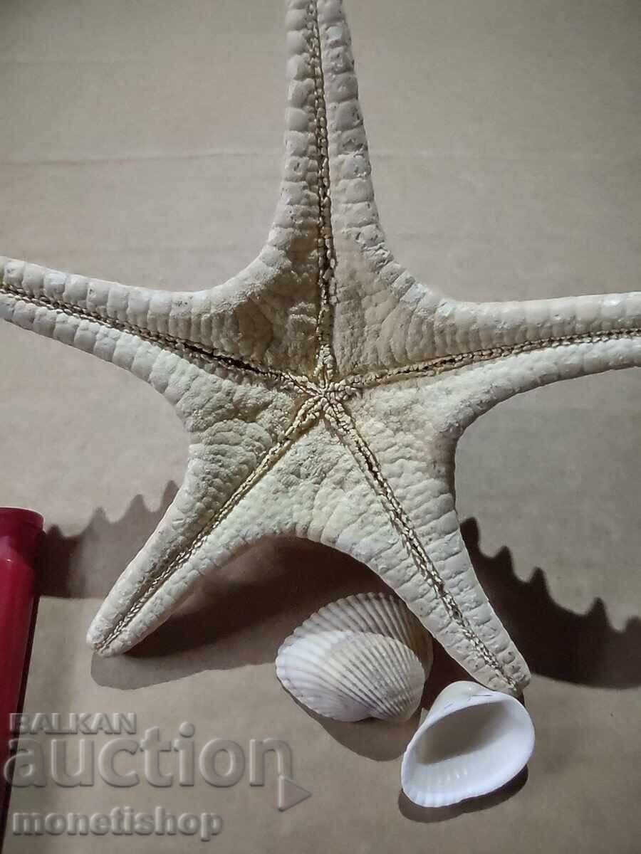 Cadouri oceanice. - 5