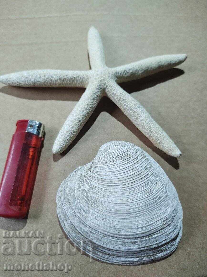 Δώρα στον ωκεανό. Δώρα στον ωκεανό.