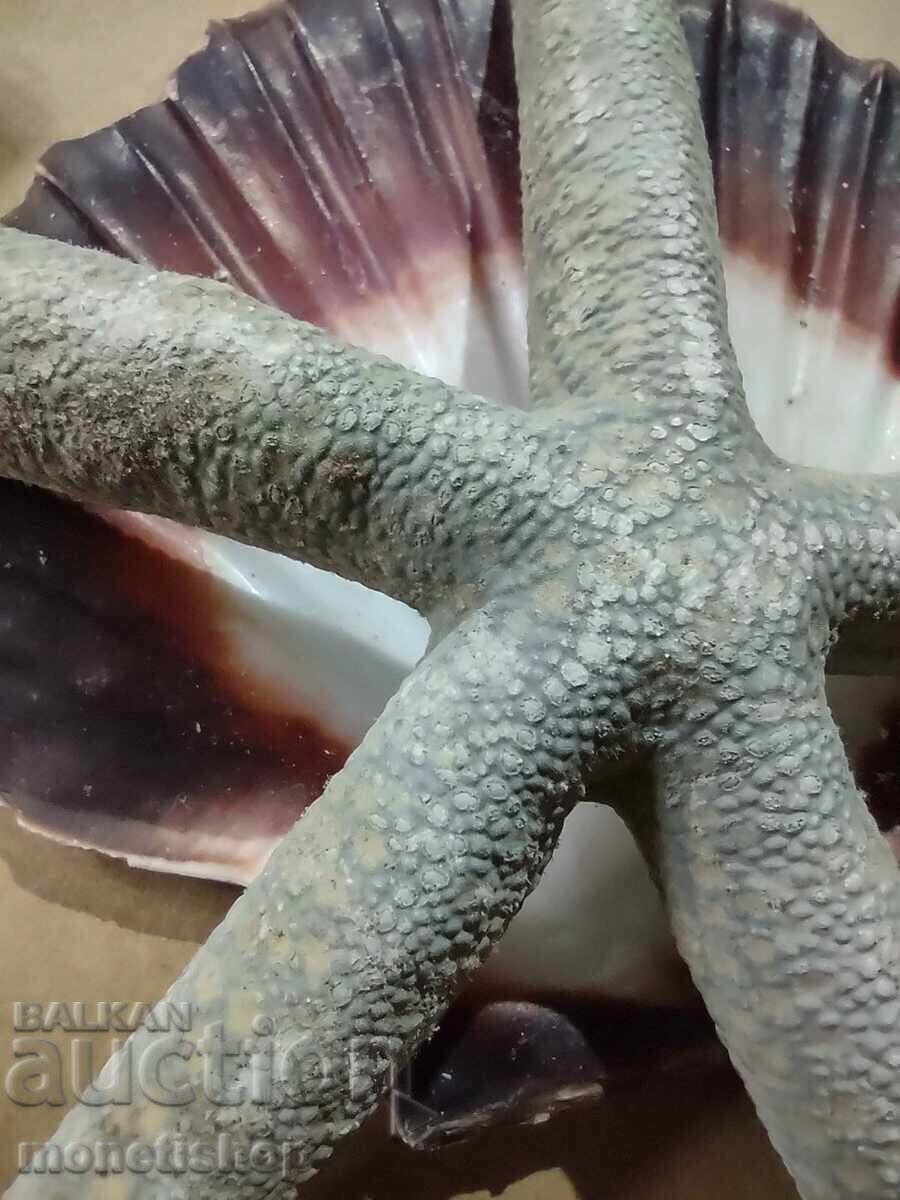 Δώρα στον ωκεανό με τιμή 25.00 BGN | € 12.78 Δώρα στον ωκεανό με τιμή 25.00 BGN | € 12.78