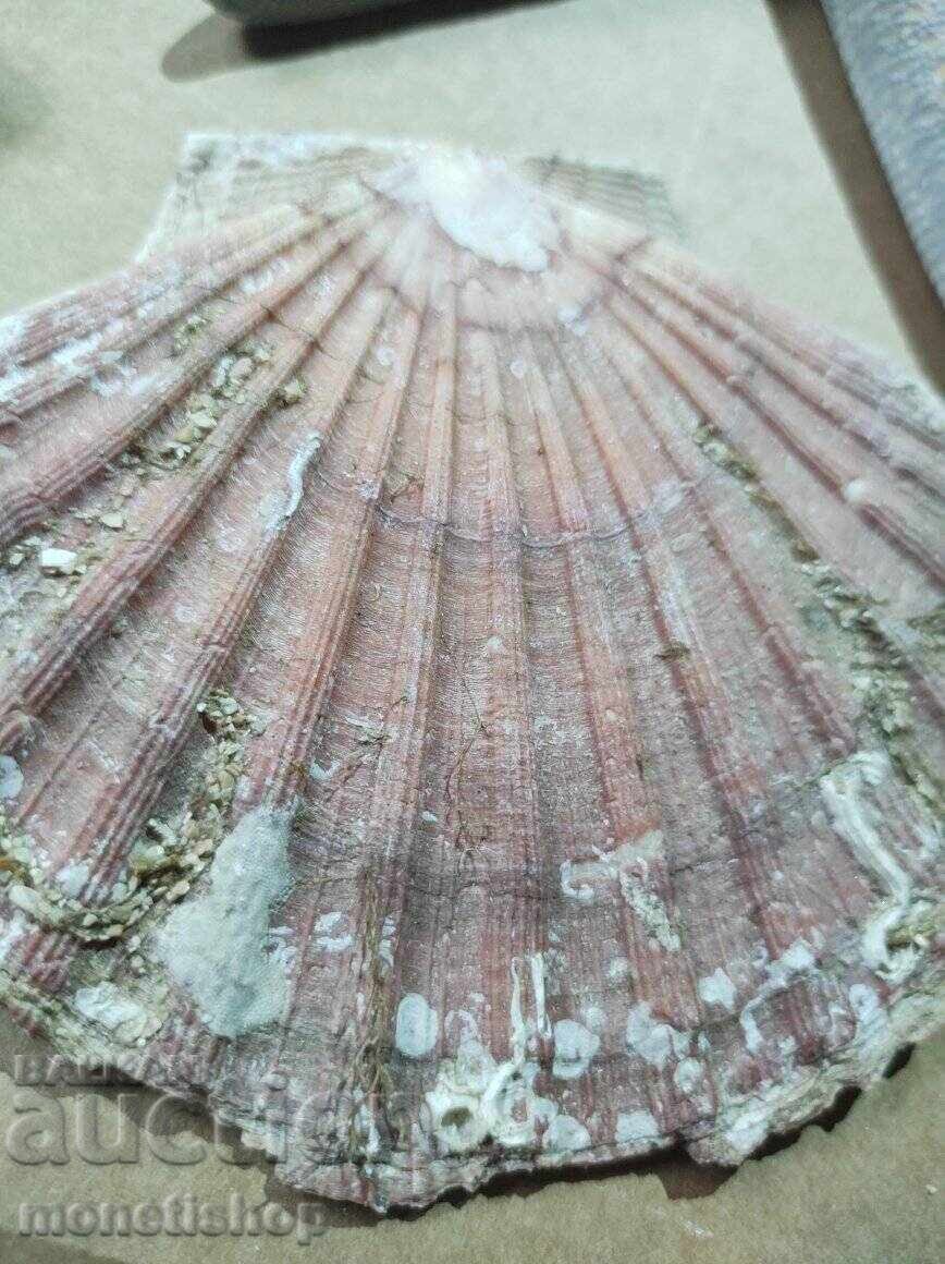 Παράδοση Δώρα στον ωκεανό Παράδοση Δώρα στον ωκεανό