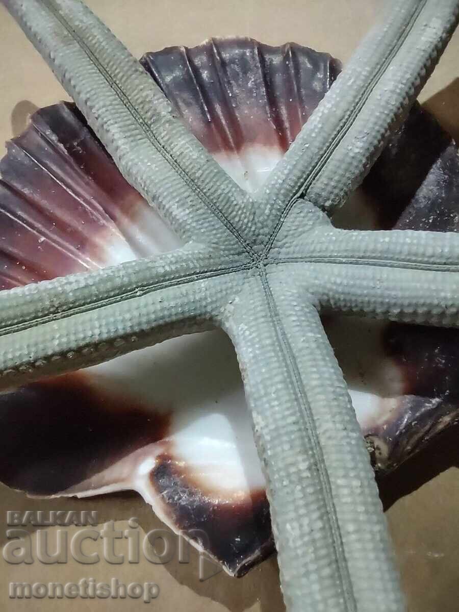 Δώρα στον ωκεανό - 5 Δώρα στον ωκεανό - 5