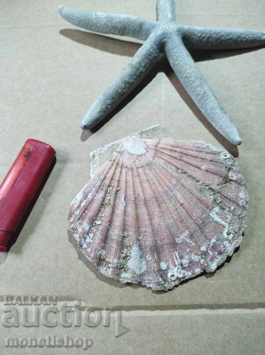 Δώρα στον ωκεανό Δώρα στον ωκεανό