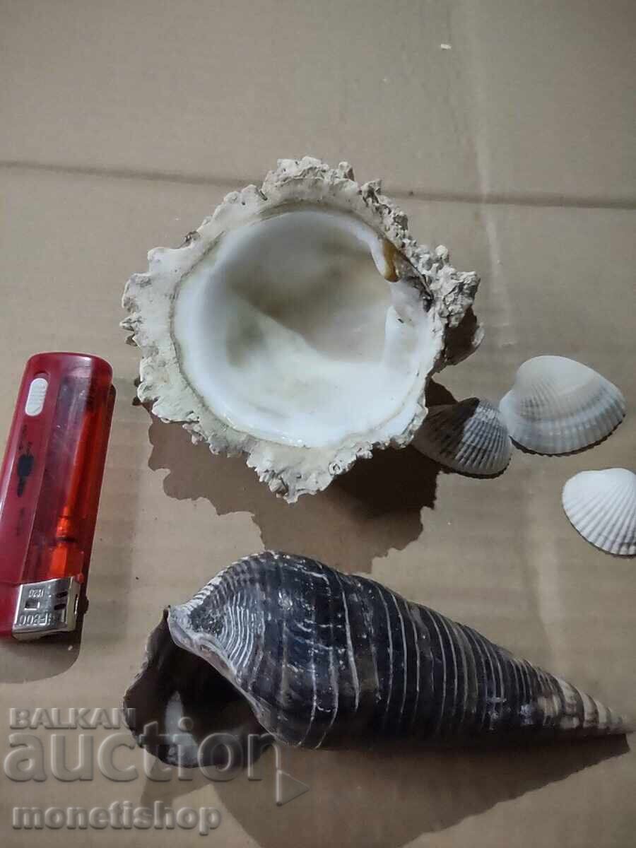 Cadouri oceanice cu preț 25.00 BGN | € 12.78