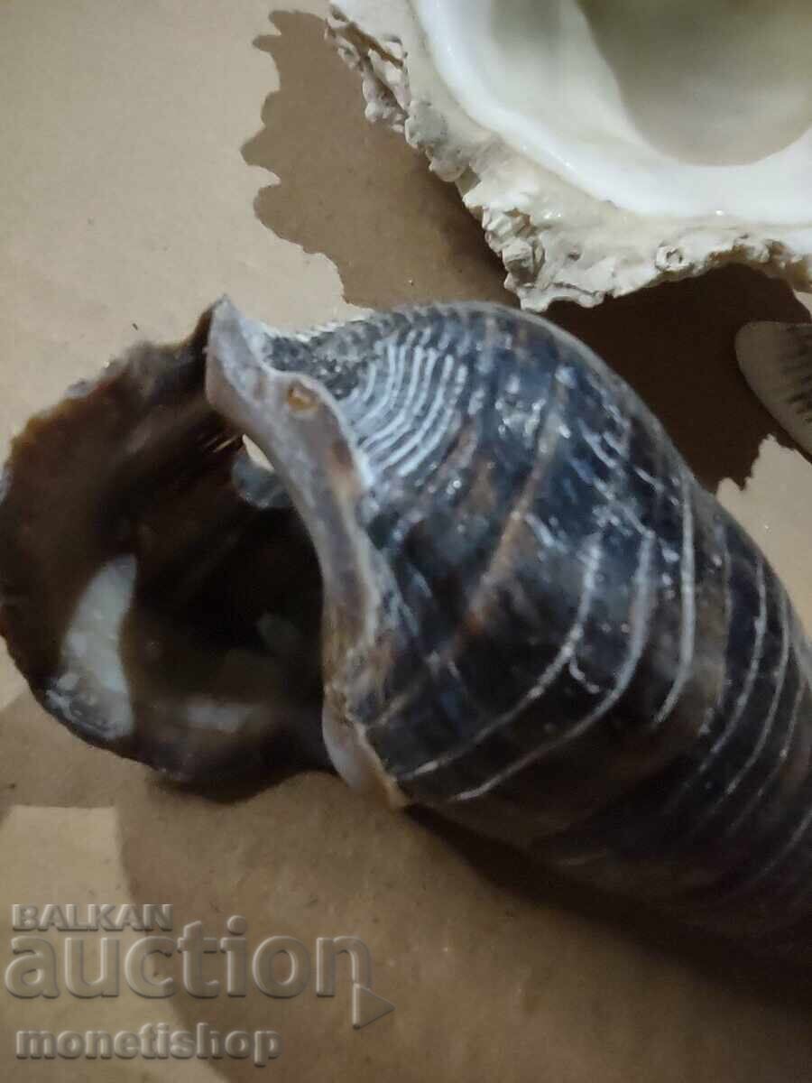 Licitație Cadouri oceanice