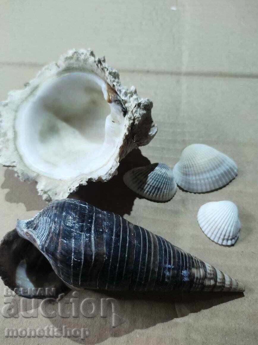 Livrarea Cadouri oceanice