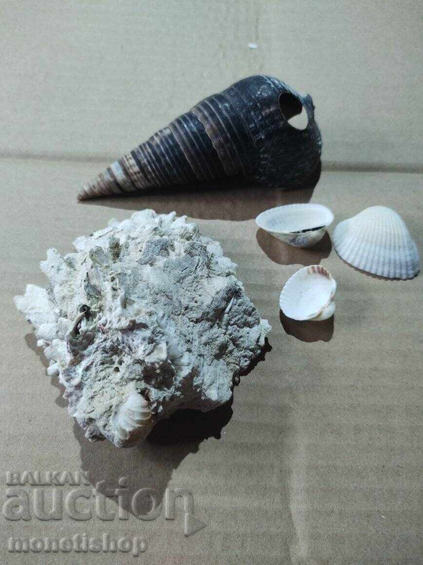 Cadouri oceanice - 5