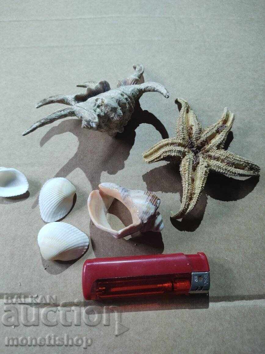 Δώρα στον ωκεανό με τιμή 25.00 BGN | € 12.78 Δώρα στον ωκεανό με τιμή 25.00 BGN | € 12.78