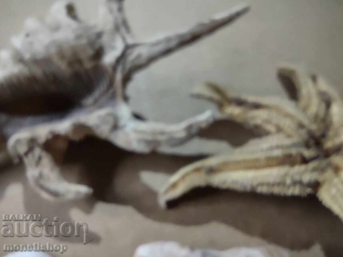 Δημοπρασία Δώρα στον ωκεανό Δημοπρασία Δώρα στον ωκεανό