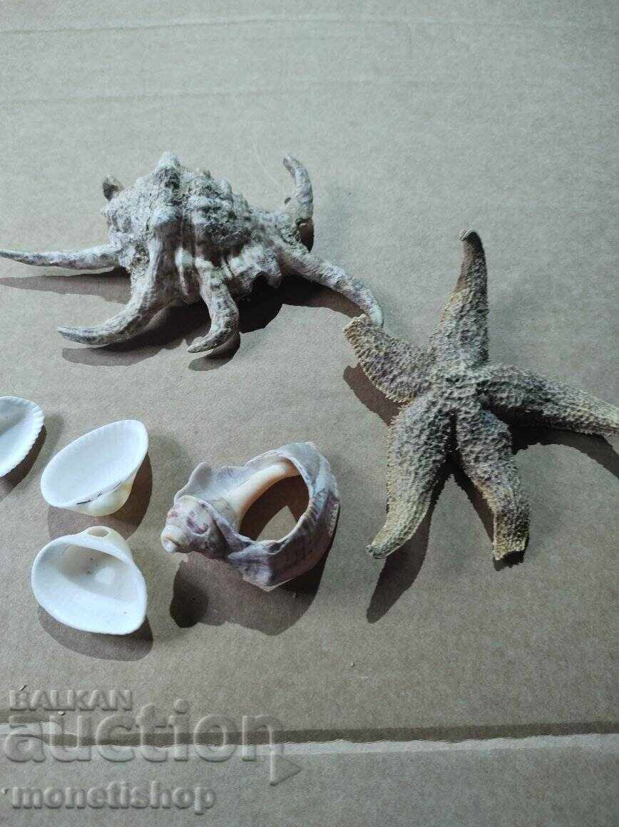 Δώρα στον ωκεανό Δώρα στον ωκεανό