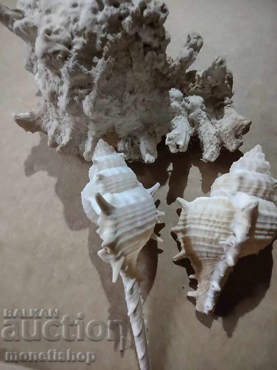 Δώρα στον ωκεανό με τιμή 25.00 BGN | € 12.78