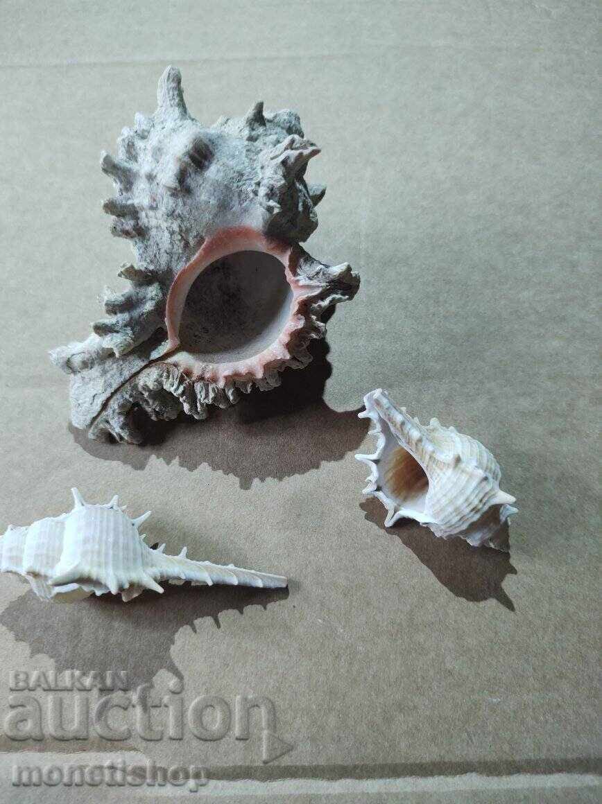 Δημοπρασία Δώρα στον ωκεανό