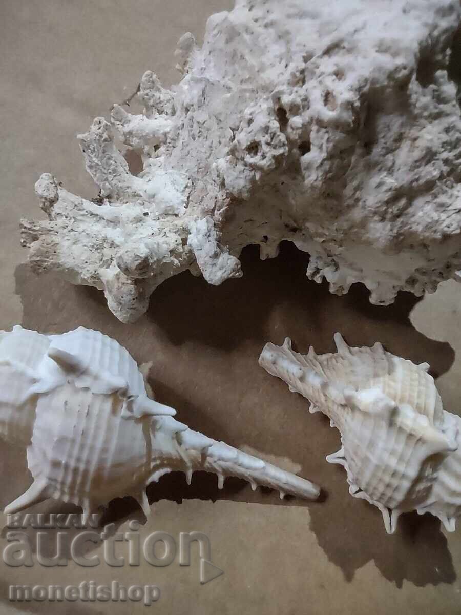 Παράδοση Δώρα στον ωκεανό