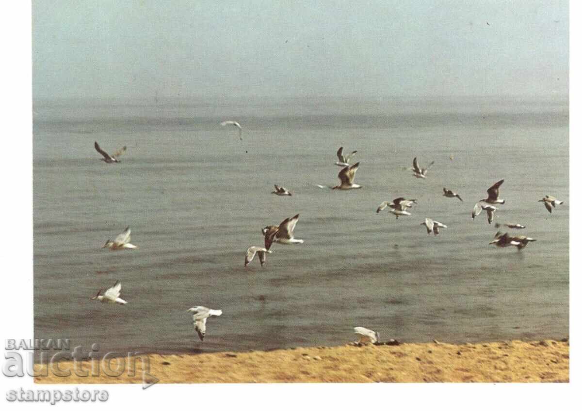 Black Sea Coast PC Black Sea Coast PC