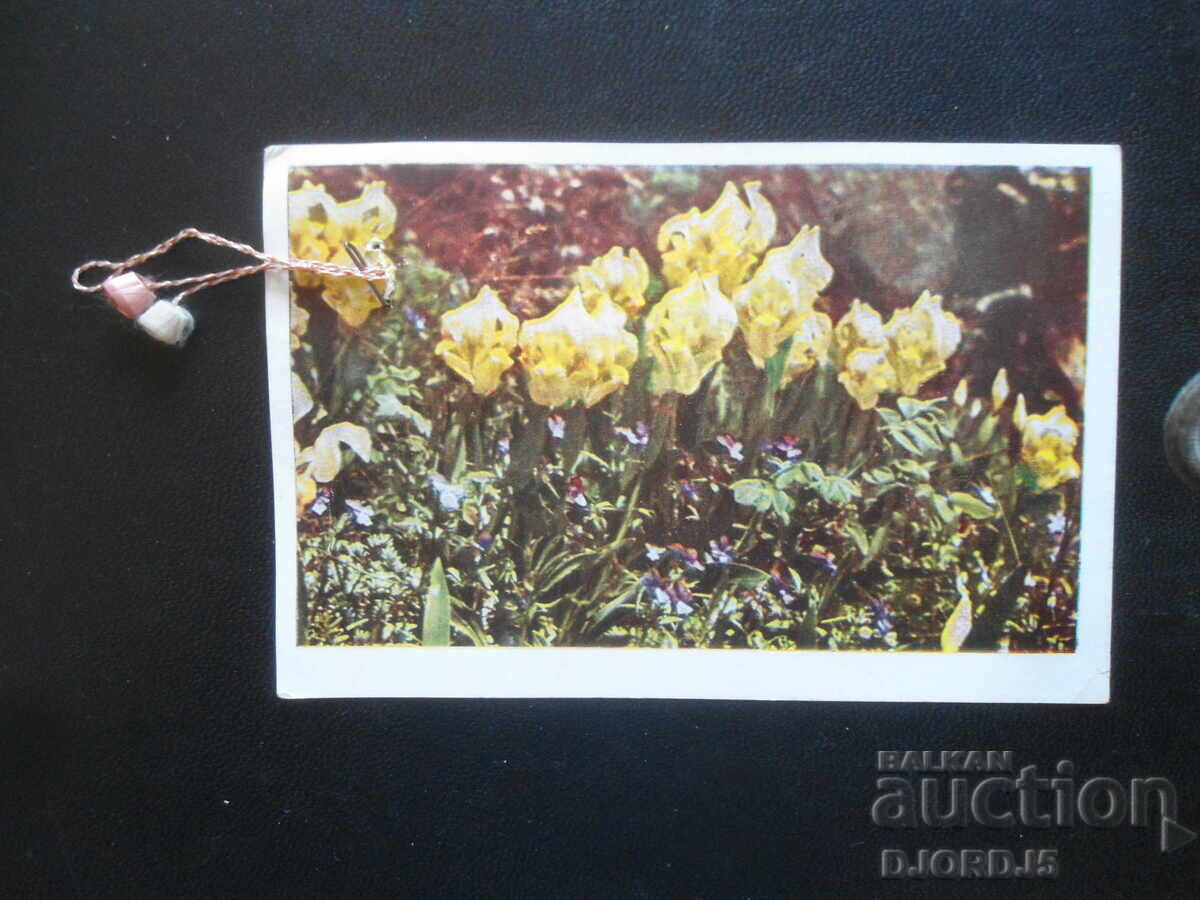 Old Bulgarian greeting cards, 5 pieces - 6 Old Bulgarian greeting cards, 5 pieces - 6