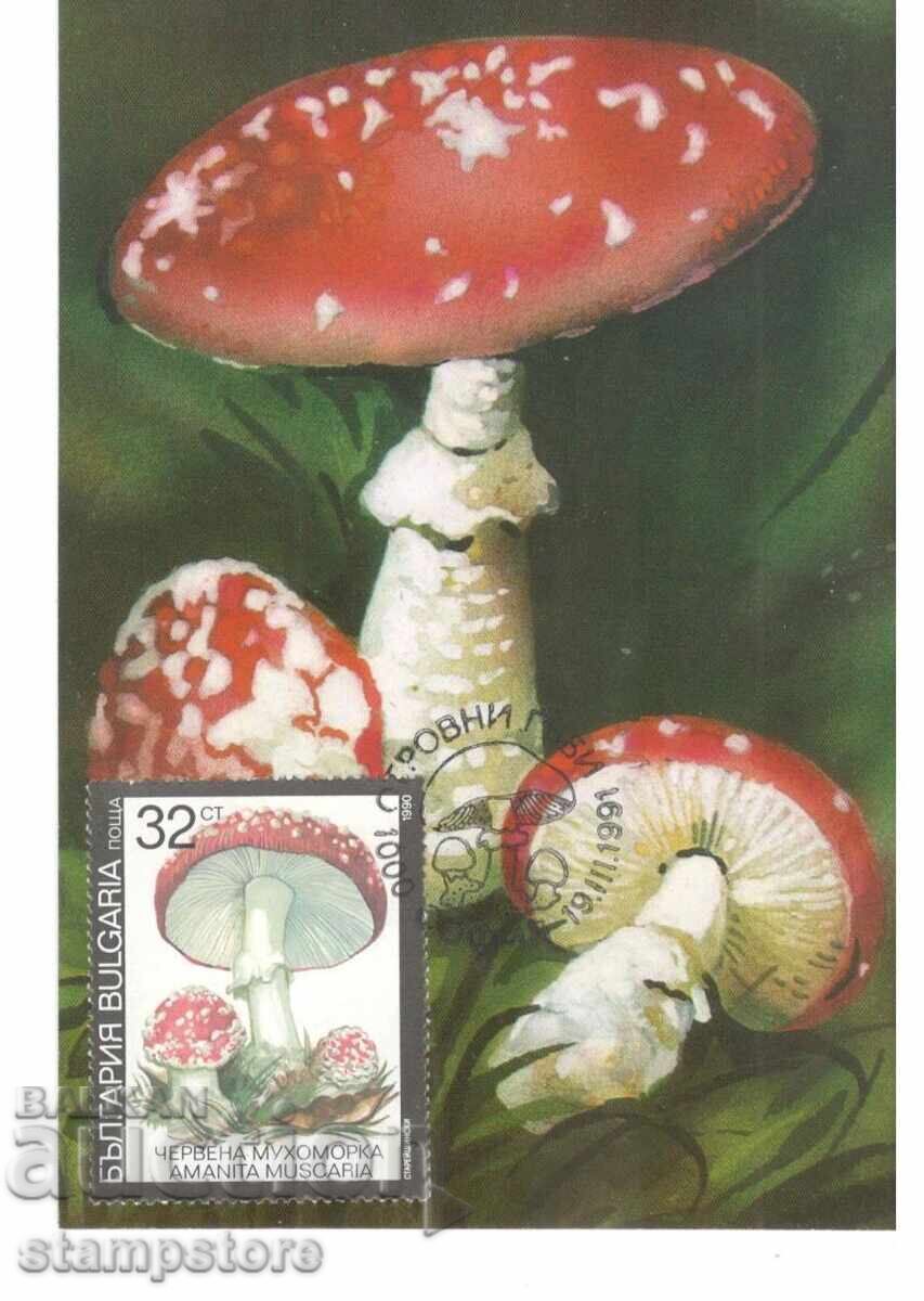 KM Poisonous mushrooms - Red fly agaric