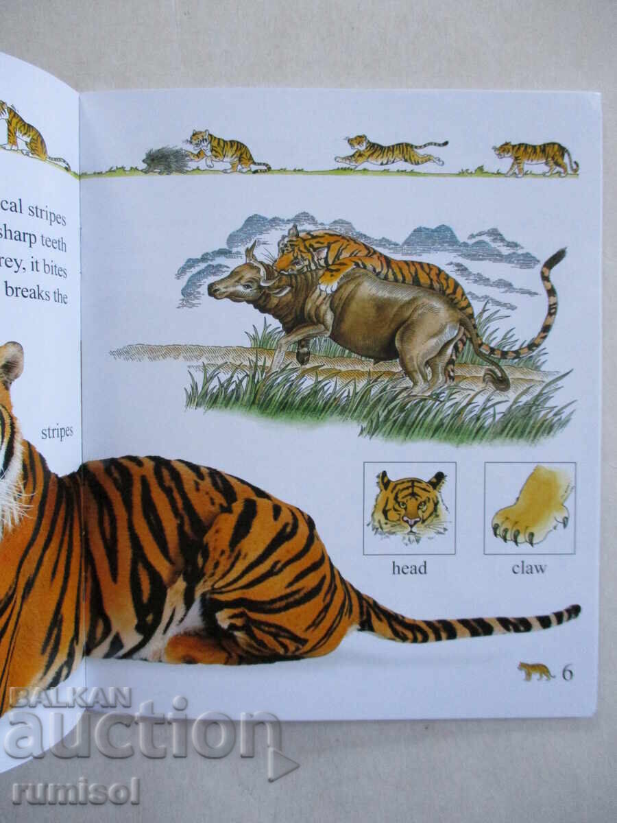 Auction  My First Encyclopedia - Animals