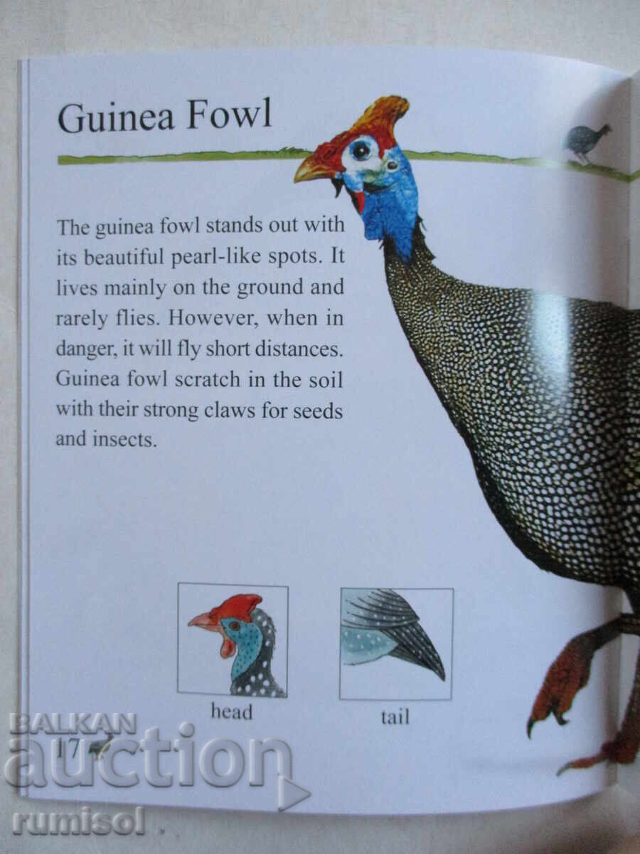 My First Encyclopedia - Birds - 5 My First Encyclopedia - Birds - 5