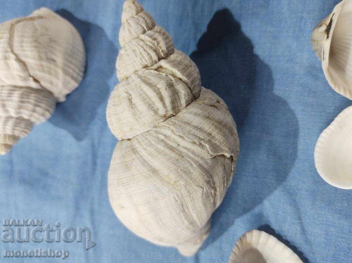 Δώρα στον ωκεανό. με τιμή 20.00 BGN | € 10.23 Δώρα στον ωκεανό. με τιμή 20.00 BGN | € 10.23