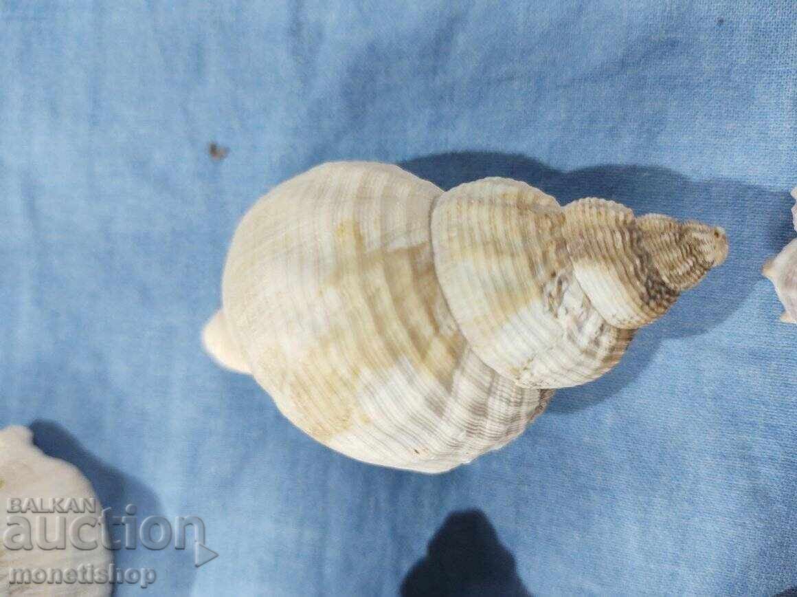 Δημοπρασία Δώρα στον ωκεανό. Δημοπρασία Δώρα στον ωκεανό.