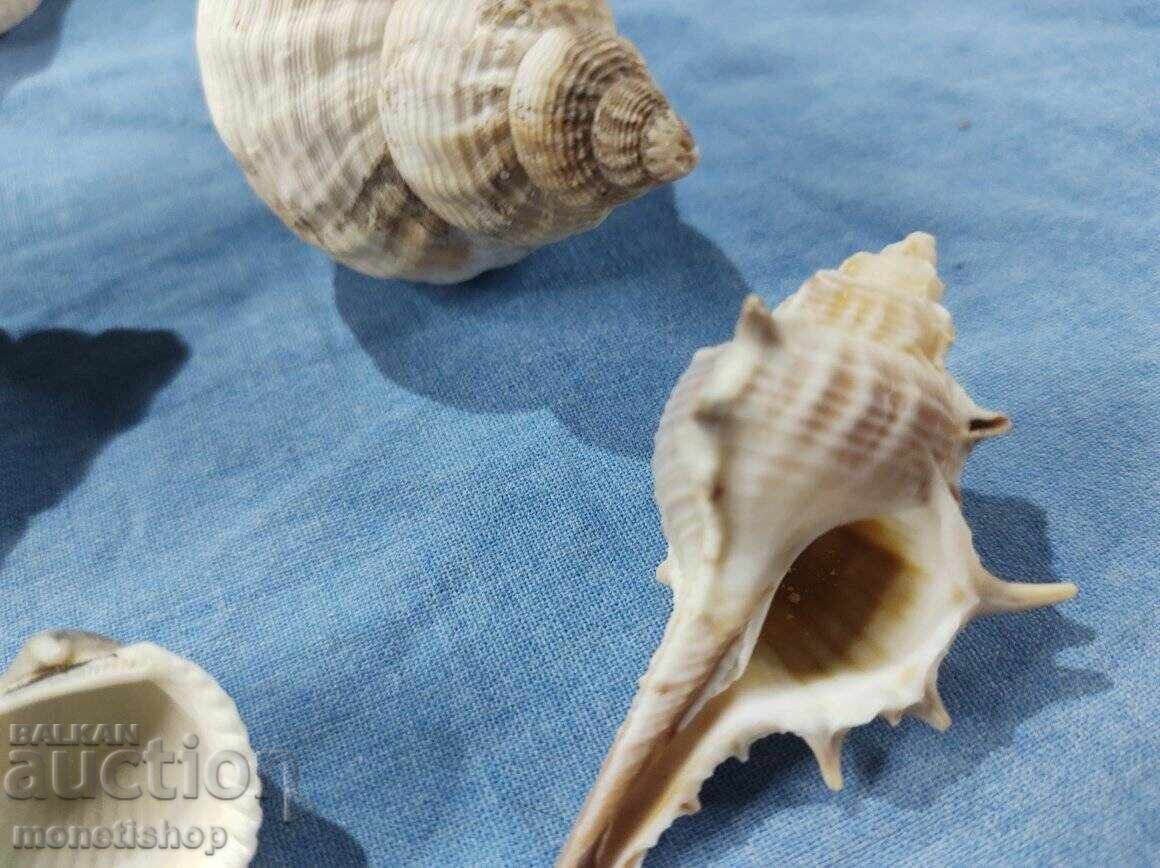 Παράδοση Δώρα στον ωκεανό. Παράδοση Δώρα στον ωκεανό.