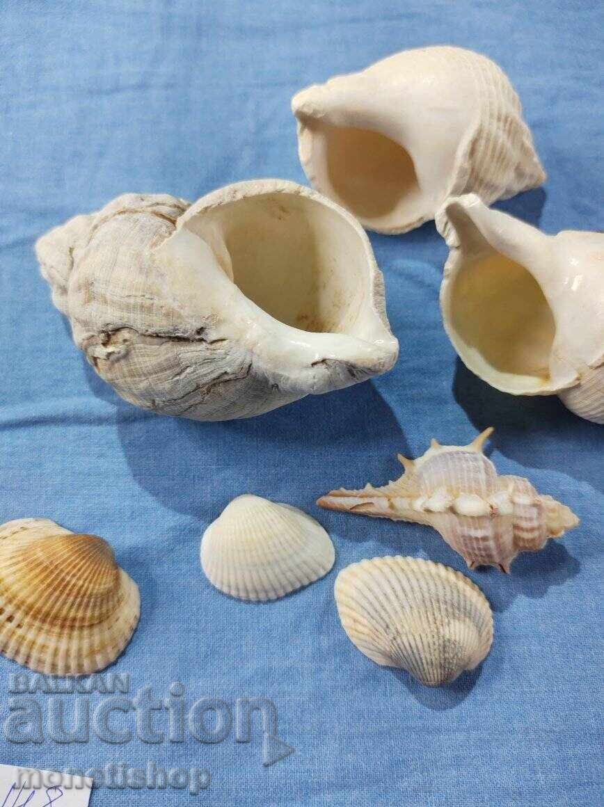 Δώρα στον ωκεανό. - 6 Δώρα στον ωκεανό. - 6