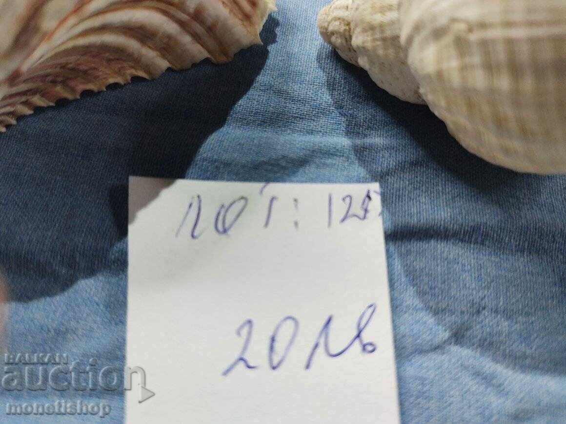 Auction Ocean gifts. Auction Ocean gifts.