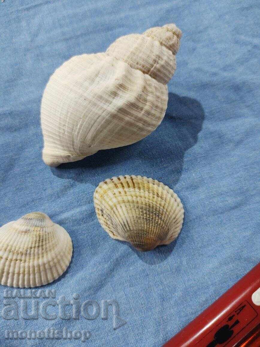 Ocean gifts. - 5 Ocean gifts. - 5