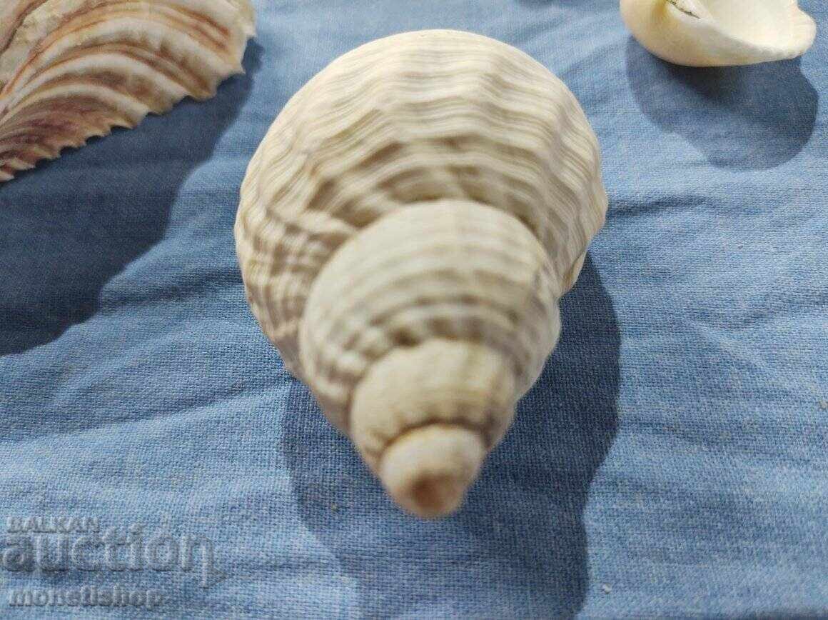 Ocean gifts. - 6 Ocean gifts. - 6