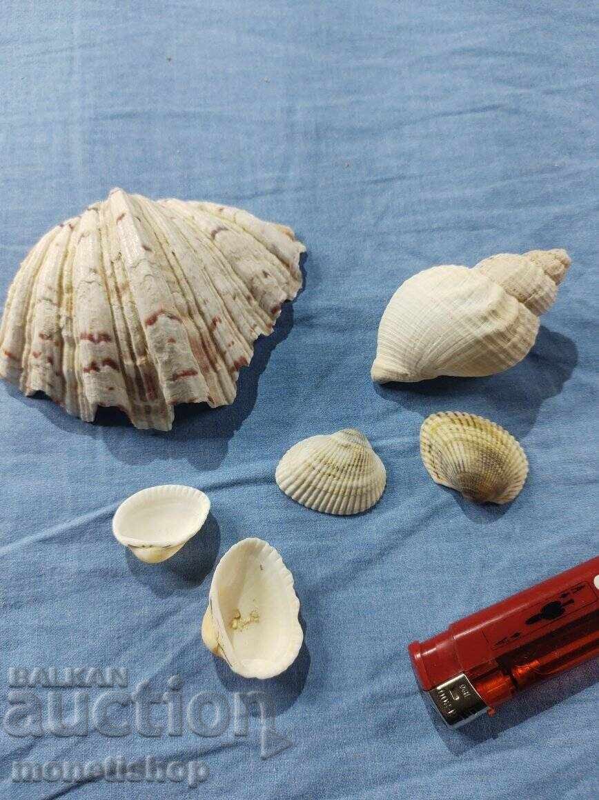 Ocean gifts. Ocean gifts.