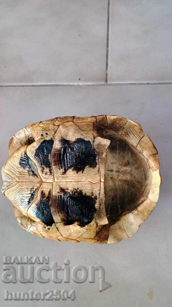 Χελώνα-20 cm, αξεσουάρ με τιμή 44.95 BGN | € 22.98 Χελώνα-20 cm, αξεσουάρ με τιμή 44.95 BGN | € 22.98