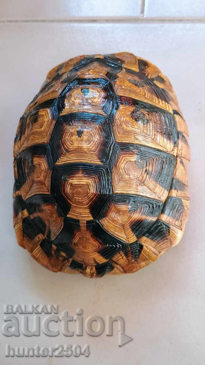 Χελώνα-20 cm, αξεσουάρ Χελώνα-20 cm, αξεσουάρ