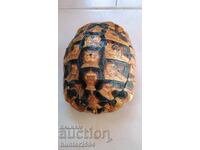 Turtle-20 cm, accessory