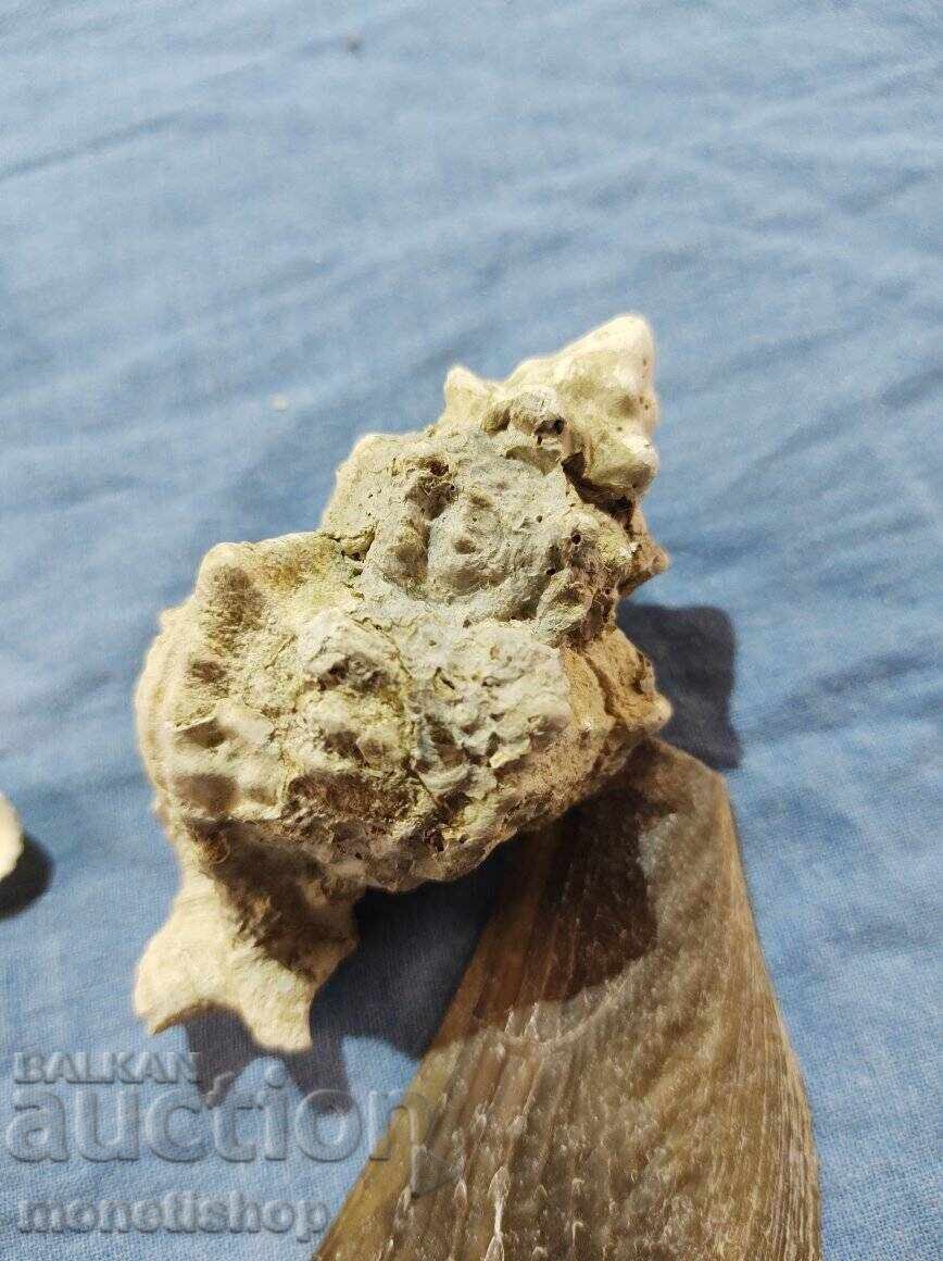 Δώρα στον ωκεανό. με τιμή 20.00 BGN | € 10.23 Δώρα στον ωκεανό. με τιμή 20.00 BGN | € 10.23