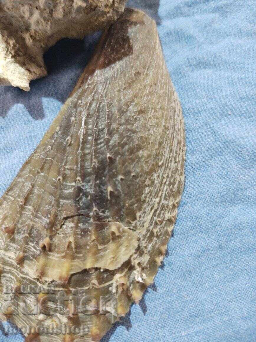 Δημοπρασία Δώρα στον ωκεανό. Δημοπρασία Δώρα στον ωκεανό.