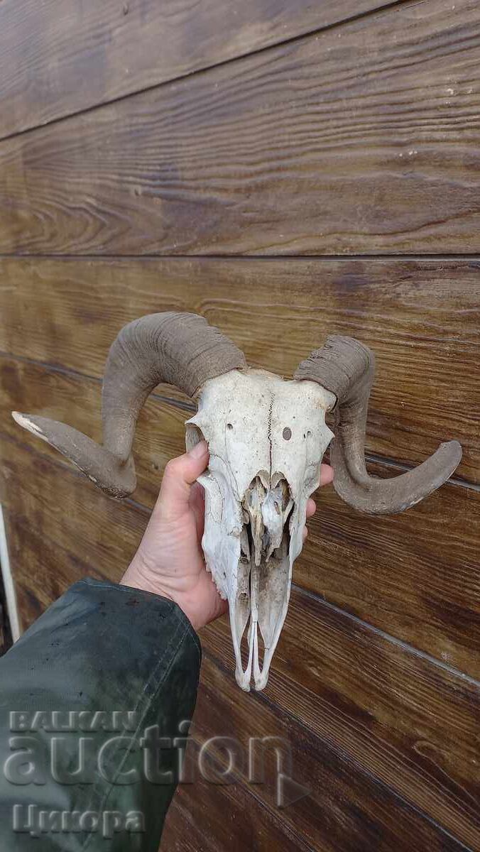 TROFEUL cornului berbec cu preț 220.00 BGN | € 112.48 TROFEUL cornului berbec cu preț 220.00 BGN | € 112.48