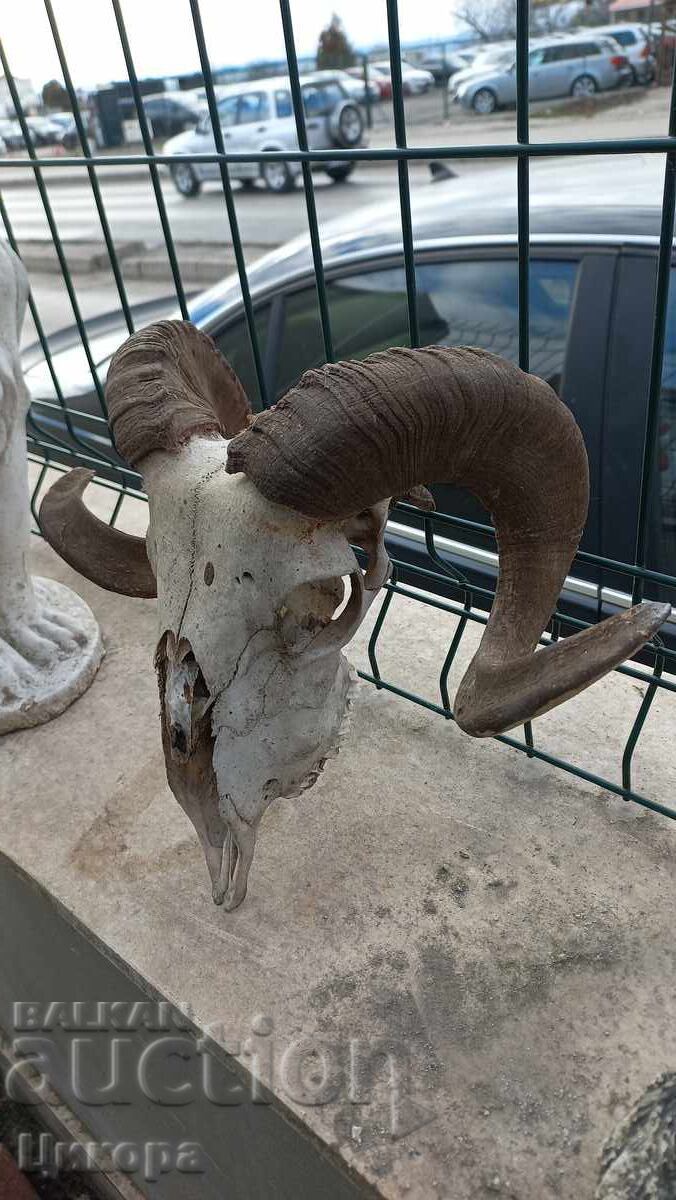 Licitație TROFEUL cornului berbec Licitație TROFEUL cornului berbec