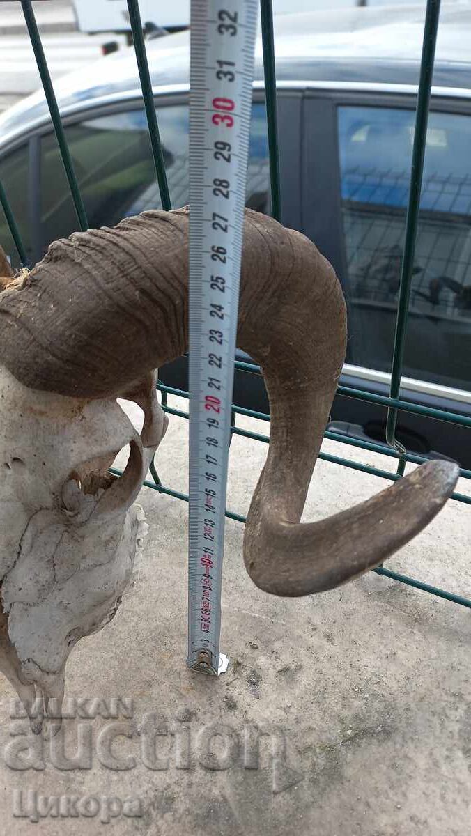 Livrarea TROFEUL cornului berbec Livrarea TROFEUL cornului berbec