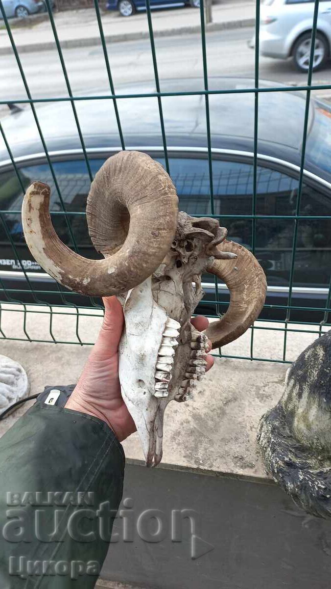 TROFEUL cornului berbec - 5 TROFEUL cornului berbec - 5