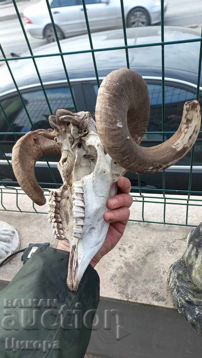 TROFEUL cornului berbec - 6 TROFEUL cornului berbec - 6