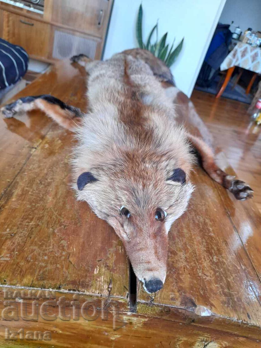 Old leather, fox collar with price 55.00 BGN | € 28.12