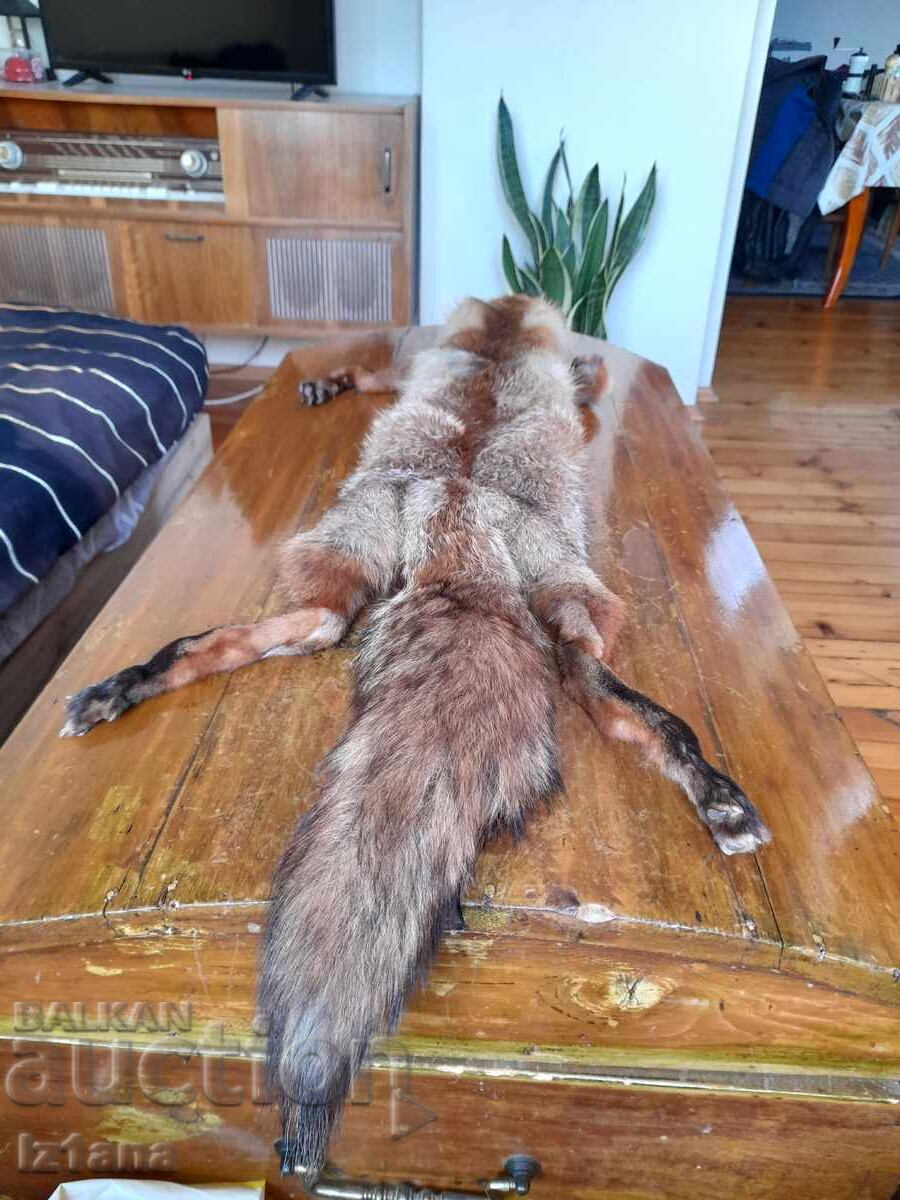 Auction  Old leather, fox collar