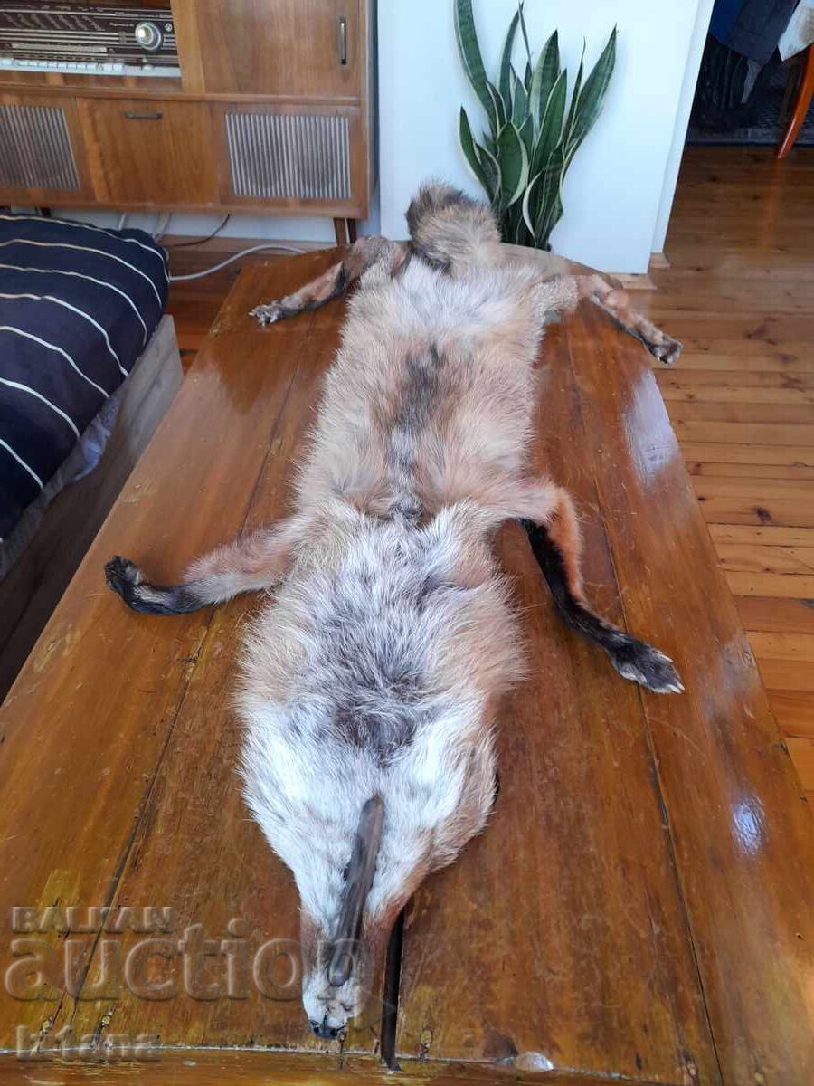 Old leather, fox collar - 5