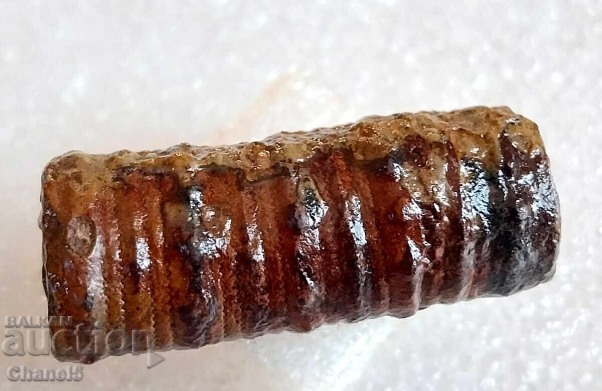 FOSSIL - PETRIFIED CRINOID 400 million years old (743) with price 12.90 BGN | € 6.60