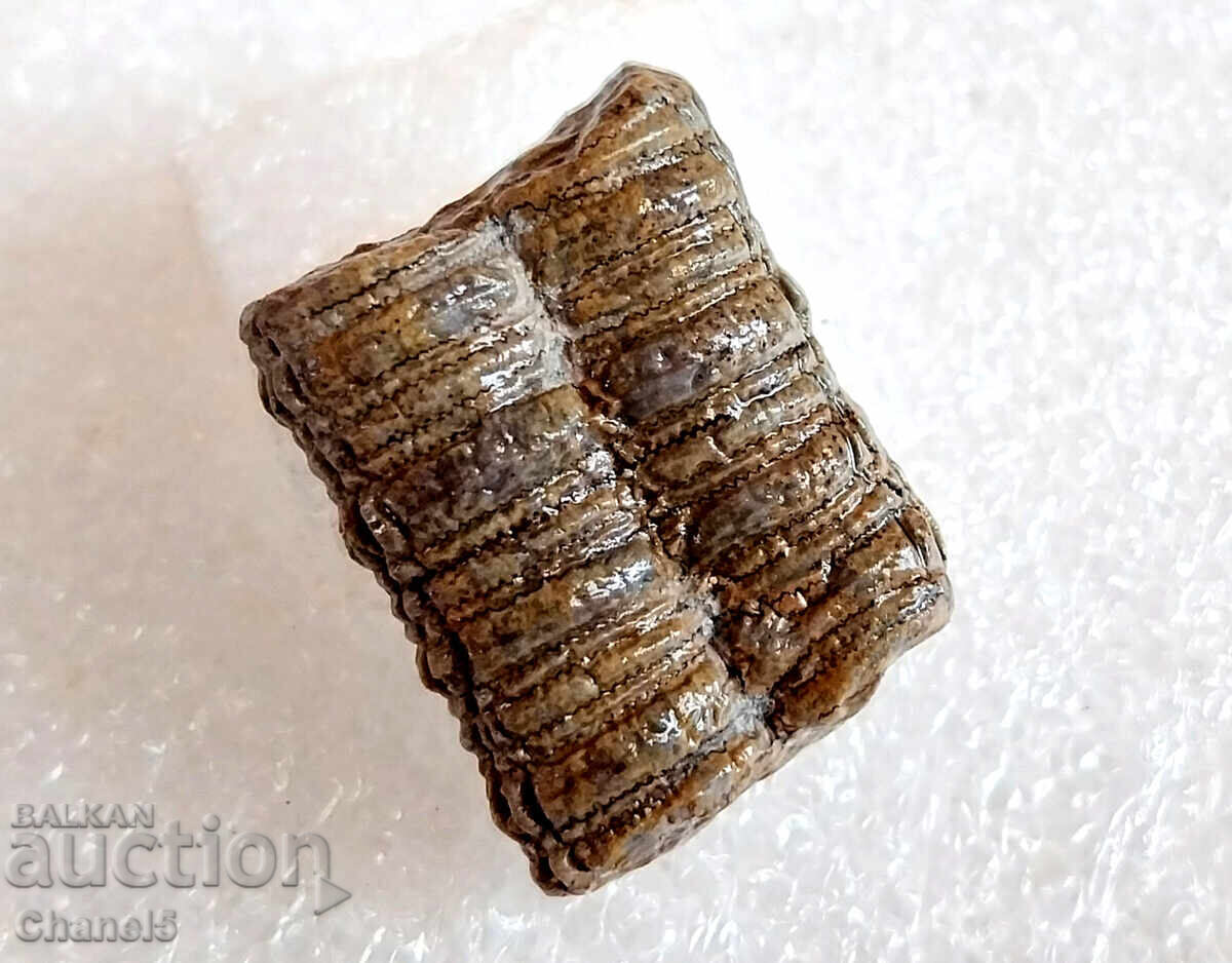 FOSSIL - PETRIFIED CRINOID 400 million years old (746) with price 12.90 BGN | € 6.60 FOSSIL - PETRIFIED CRINOID 400 million years old (746) with price 12.90 BGN | € 6.60