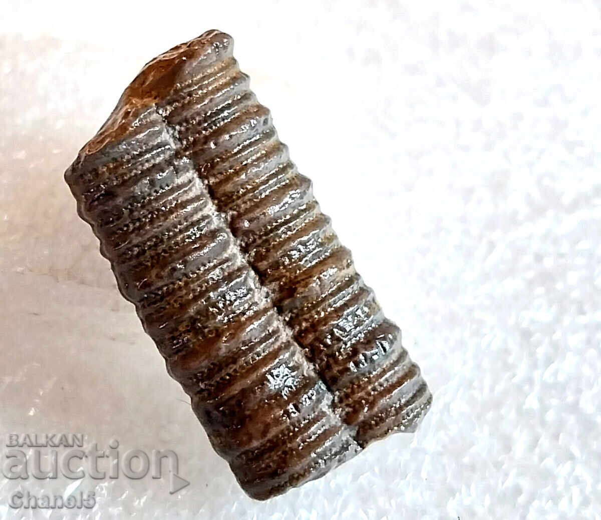 Auction FOSSIL - PETRIFIED CRINOID 400 million years old (747) Auction FOSSIL - PETRIFIED CRINOID 400 million years old (747)